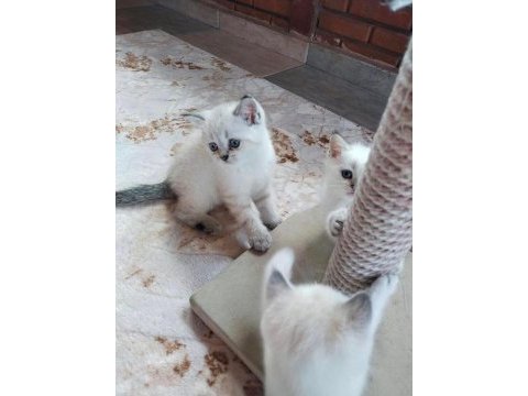 2 dişi ve 1 erkek british shorthair yavrular