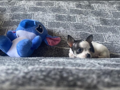 Kg garantili teacup chihuahua erkek