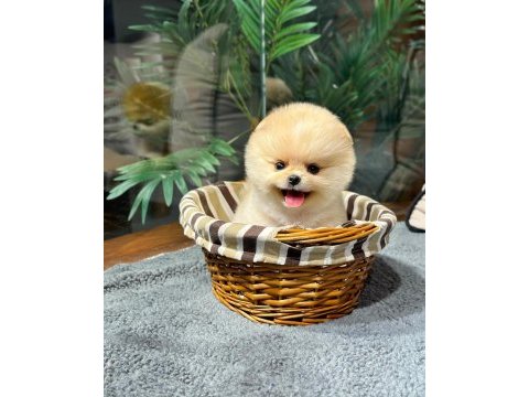 Sevimli minik pomeranian dostlarımızı görmek ister misiniz?