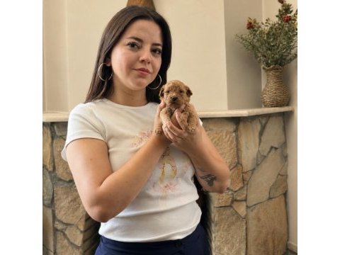 Tüm türkiyeye safkan toy poodle yavru