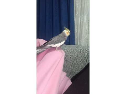 Sultan papağanı 9 aylık