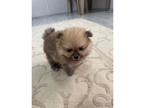 Güzel pomeranian köpeklerimiz yeni yuvalarını arıyorlar