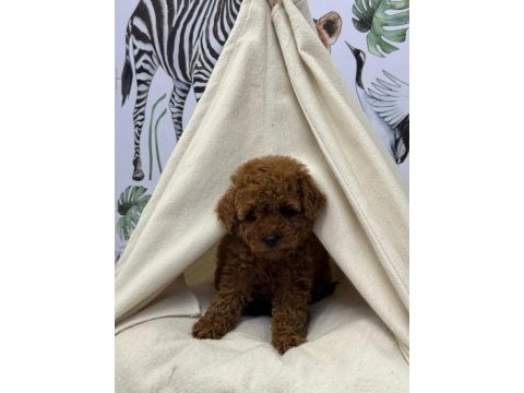 Kore kan poodle bebekler