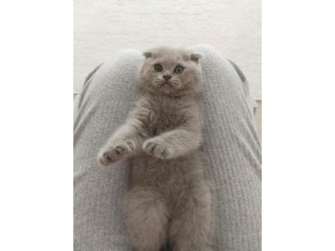 Lilac özel renk dişi scottish fold