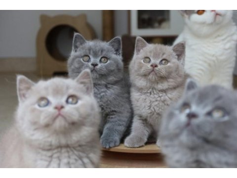 Koca kafa gerçek british shorthair yavruları