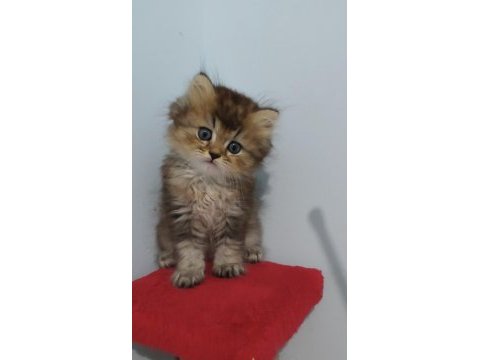 British longhair golden