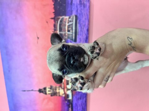 Fransız bulldog bebeklerim