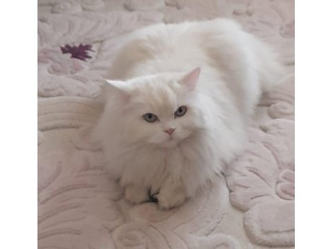British longhair kızımıza güzel bir yuva arıyoruz