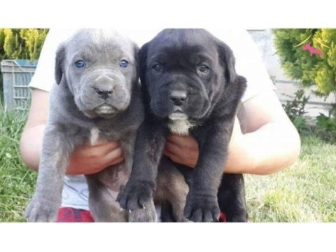 Afacan cane corso bebekler kapıda ödeme mevcuttur
