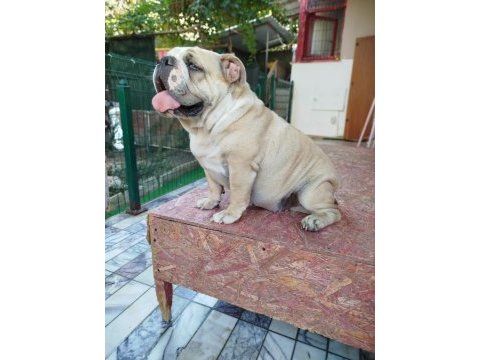 Orjinal irk yetişkin ıngılız bulldog