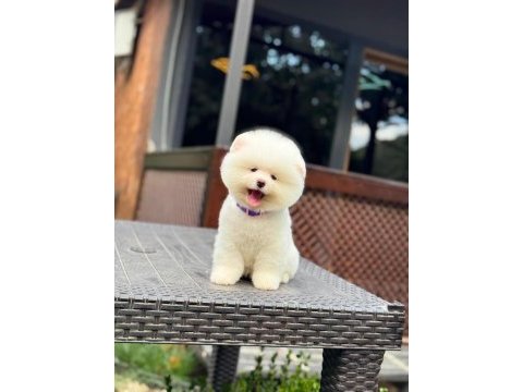 Yavru pomeranian boolarımız