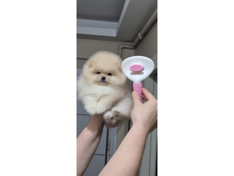 Üst kalite orijinal ırk ayı surat pomeranian boo dişi