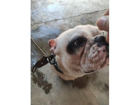 Dişili erkekli french bulldog 1.5 yaşlarında