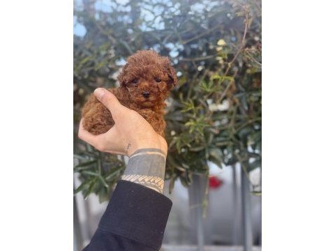 Red brown kore poodle yavrularımız