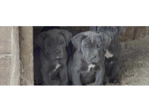 Cane corso köpekler