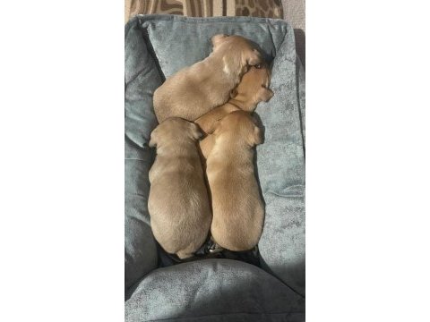 Yeni pinscher bebekler sahiplerini arıyor