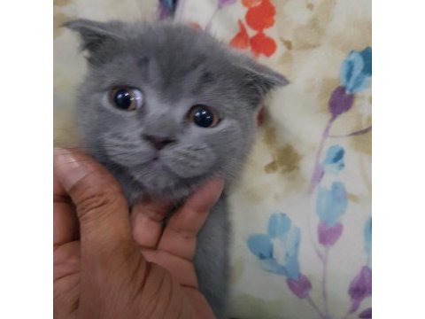 Safkan minnoş oğlumuz scottish fold
