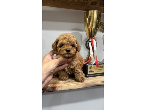 Orjinal toy poodle yavrularımız 