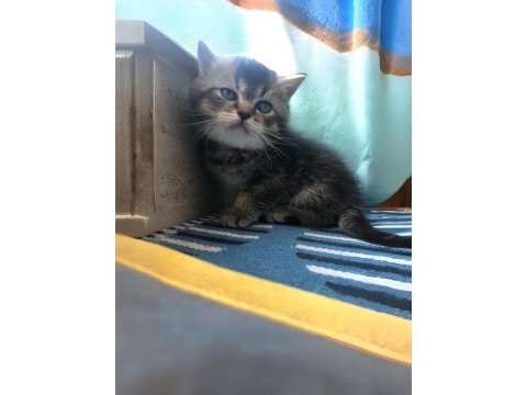 2 aylık british shorthair
