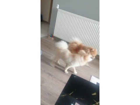 Asil oğlumu veriyorum pomeranian boo