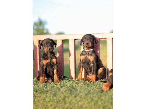 Doberman yavrular