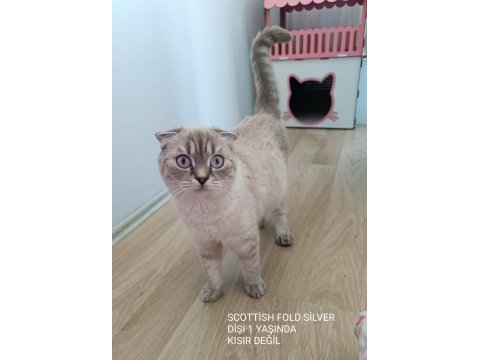 Scottish fold silver