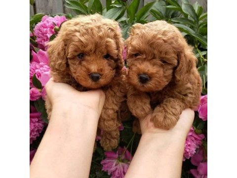 Toy poodle yavruları