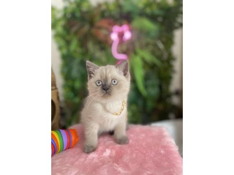 Prensesler sağlık ve ırk garantili british shorthair