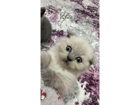 Turgutlu erkek 2 aylık scottish fold blue point