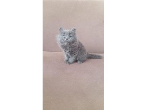 British longhair orjinal kedimiz