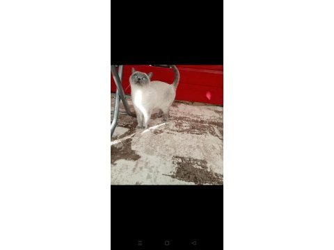 British shorthair blue point