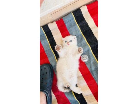 Top kafa maviş göz scottish fold