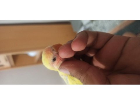 Sevda papağanı bilezikli