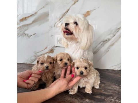 Maltipoo en mini boy yavrularımız