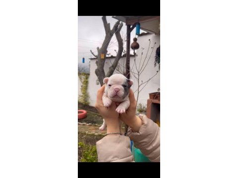 Safkan egzotik french bulldog yavrularım rezervede