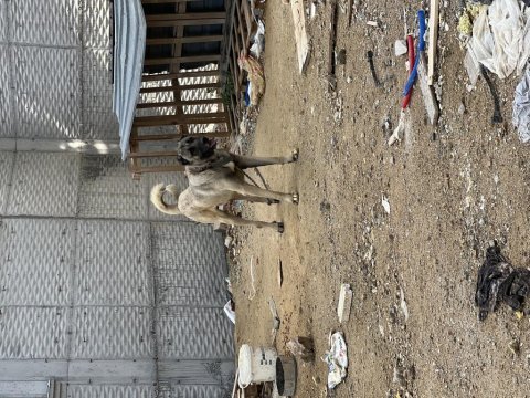 20 aylık safkan özel bakımlı kangal tüm aşıları tamdır