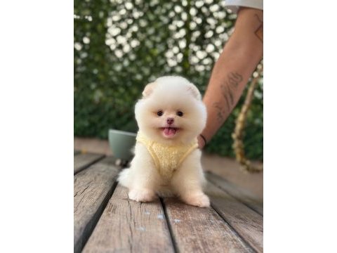 Sağlık ve ırk garantili pomeranian köpeği