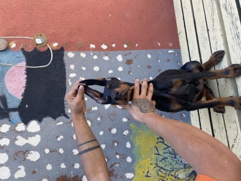 3 aylık dişi a segment doberman