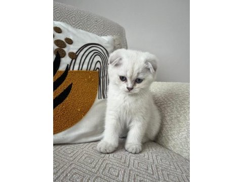 Scottish fold beyaz