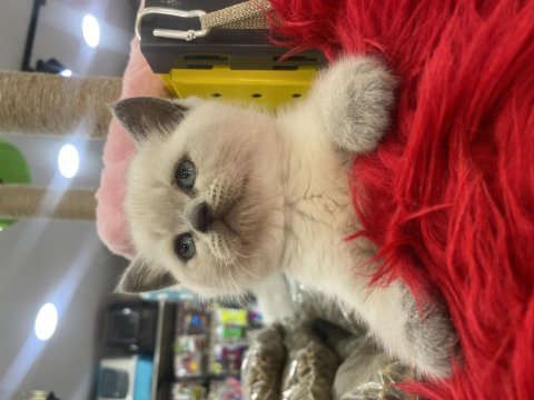 Güzel british shorthair yavrular yeni yuvalarını arıyor