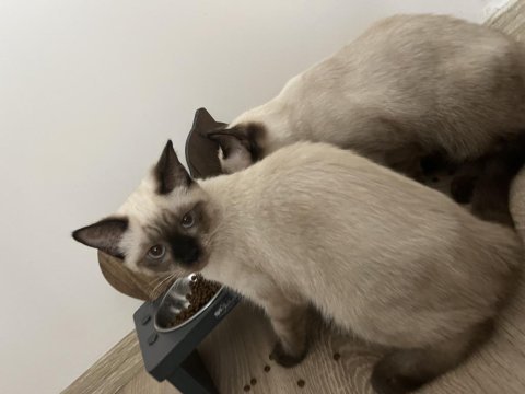 3 aylık siyam kedisi yavrular