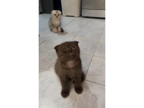 Silver ve cinnamon scottish fold yavrular