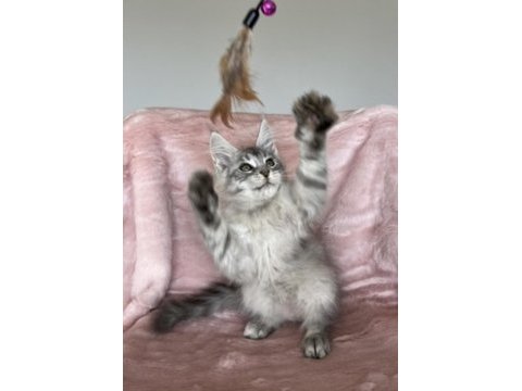 Maine coon erkek pet şecereli