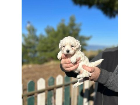 Irk garantili maltese terrier yavrular