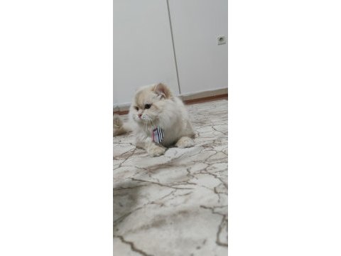 Full şecereli british longhair cy1233 yetişkin erkek