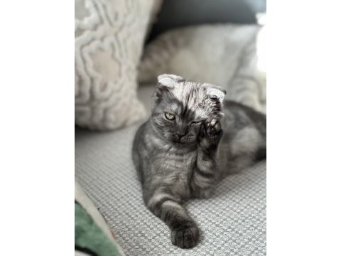 Scottish fold cinsi güzel kızım