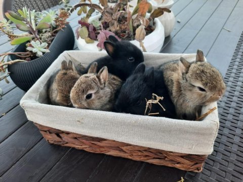 Hollanda cüce tavşan yavruları