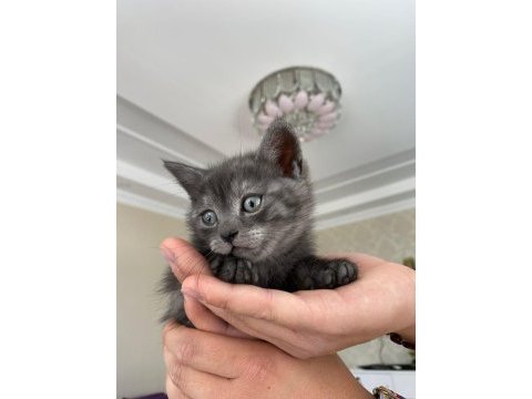 2 aylık british shorthair