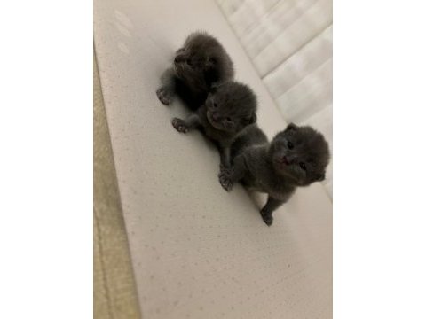 Blue point ve british shorthair