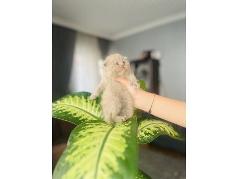 Nadir renk british shorthair yavrumuz